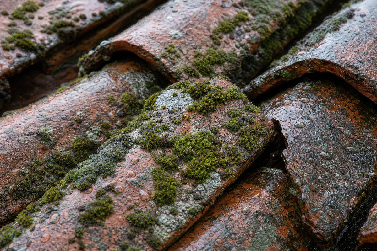 Détail de tuiles en terre cuite recouvertes de lichen et de mousse épaisse après une pluie
