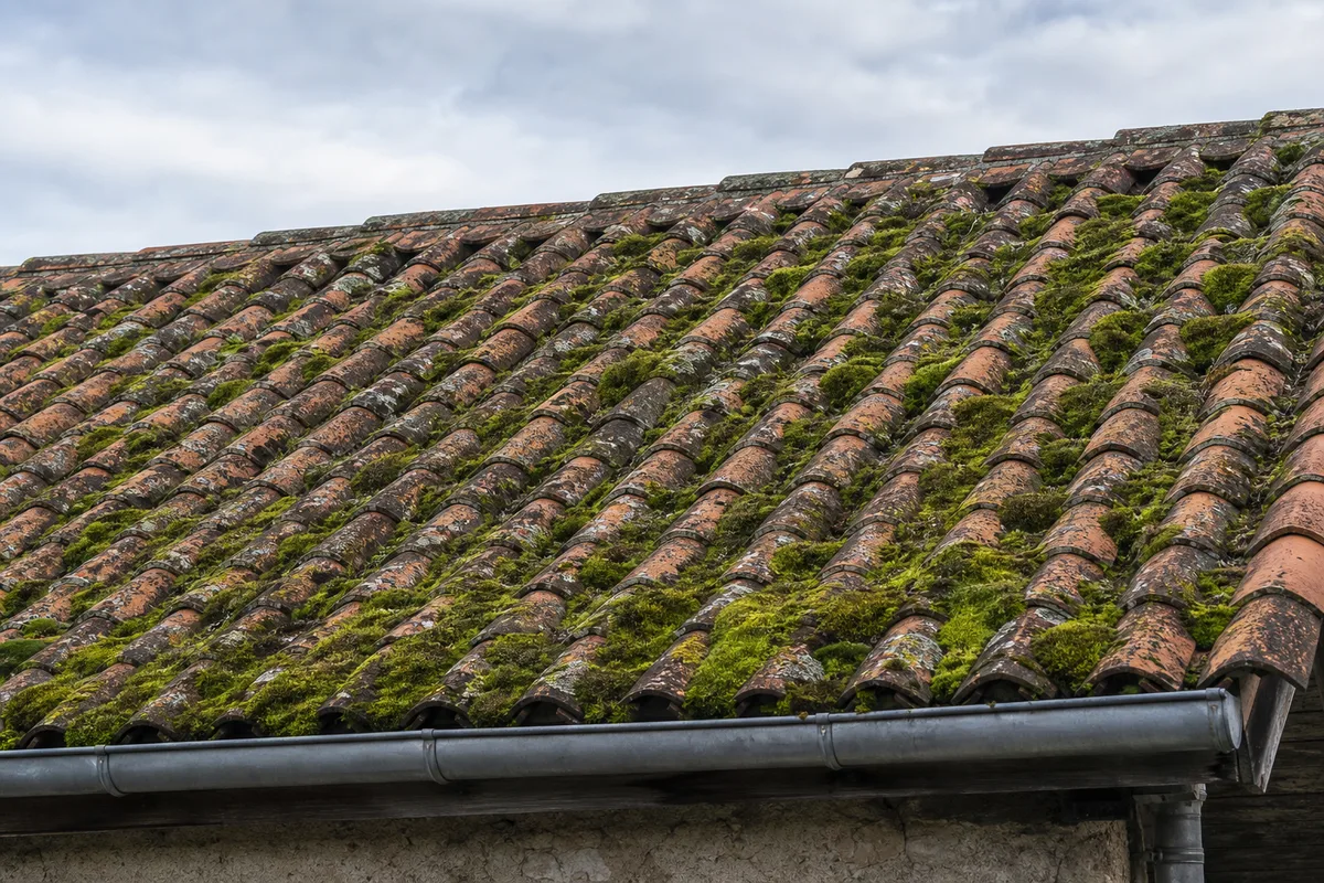Démoussage de toiture : la méthode qui ne l'abîme pas